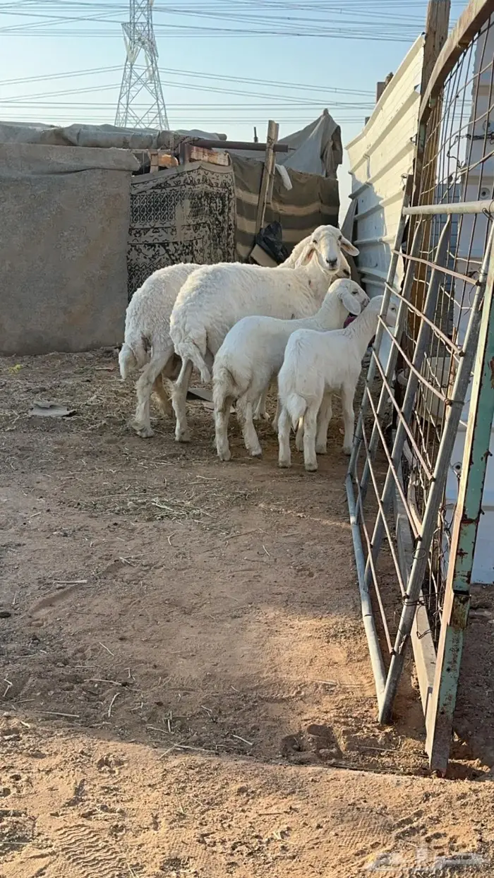 حريات متابيع 0