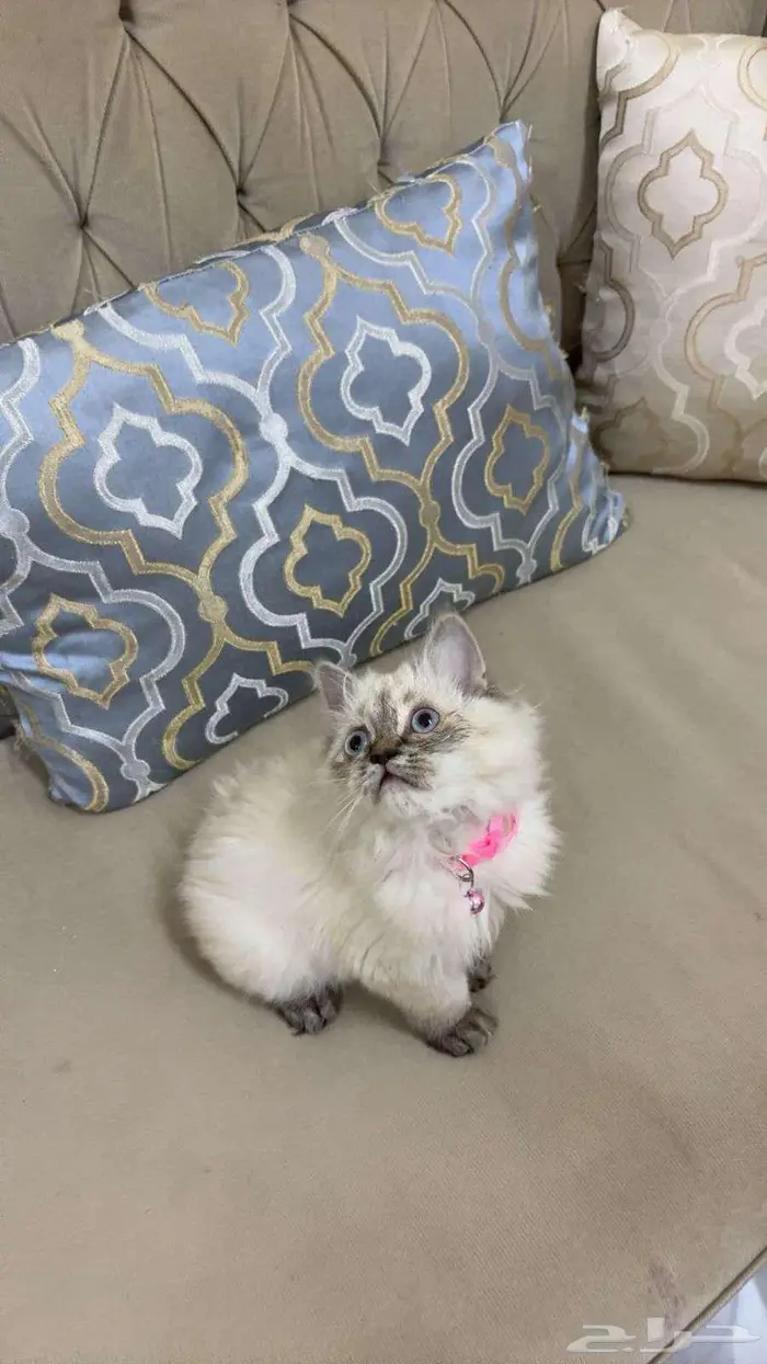 قطط لتبني ذكر همالايا أنثى سكواتش 1