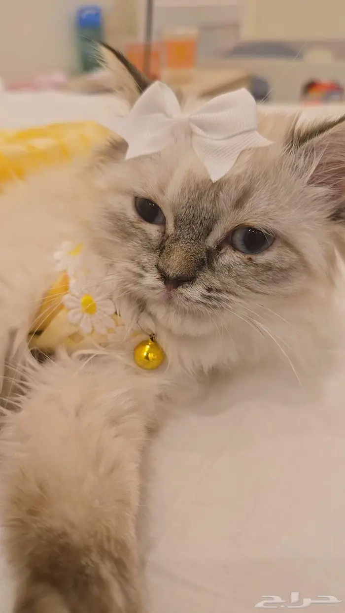 قطط لتبني ذكر همالايا أنثى سكواتش 4