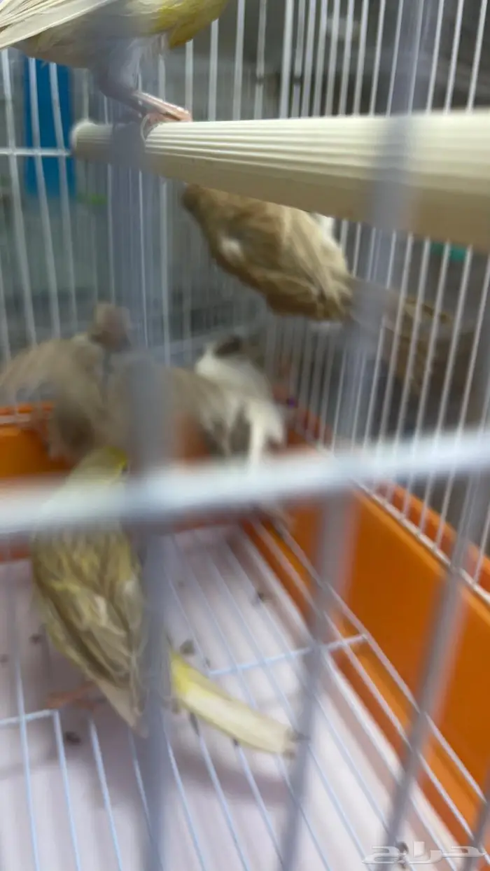 اناثي كناري جااهزه للانتاج(تم البيع خارج الموقع) 0