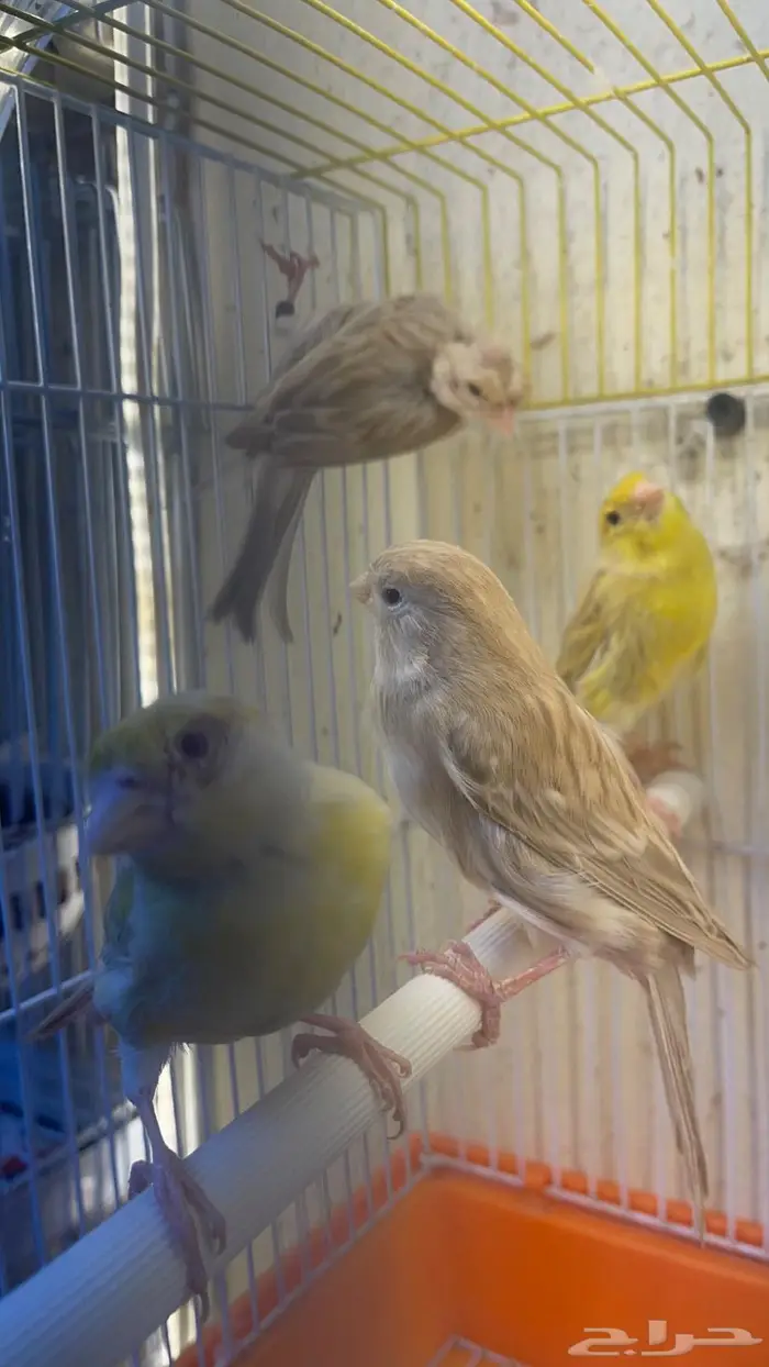اناثي كناري جااهزه للانتاج(تم البيع خارج الموقع) 6