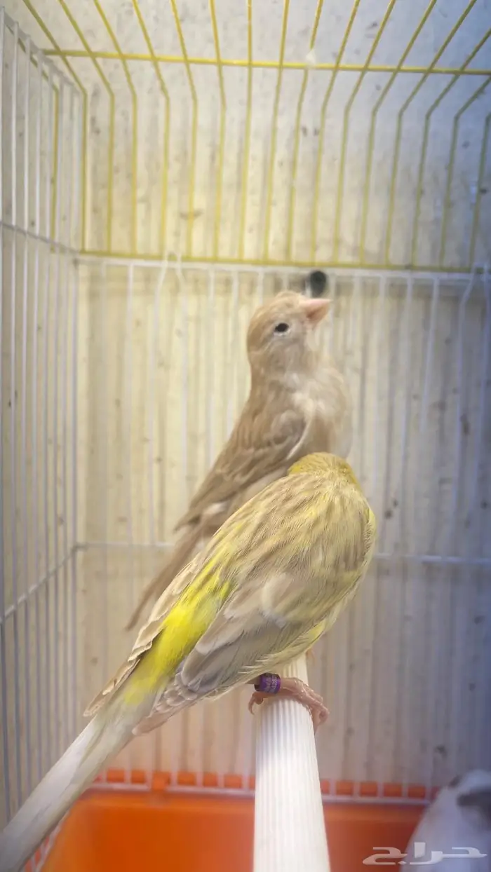 اناثي كناري جااهزه للانتاج(تم البيع خارج الموقع) 7