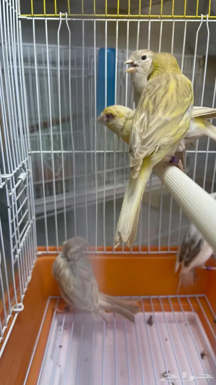 اناثي كناري جااهزه للانتاج(تم البيع خارج الموقع) 9