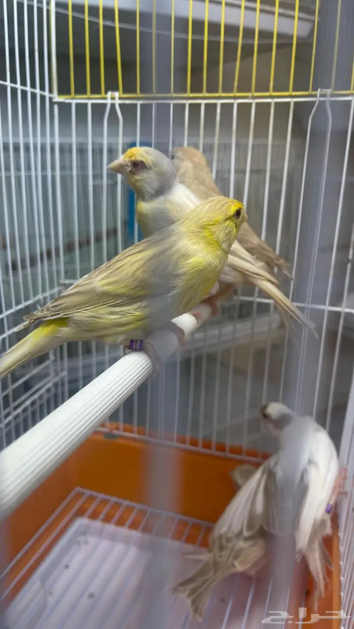 اناثي كناري جااهزه للانتاج(تم البيع خارج الموقع) 13