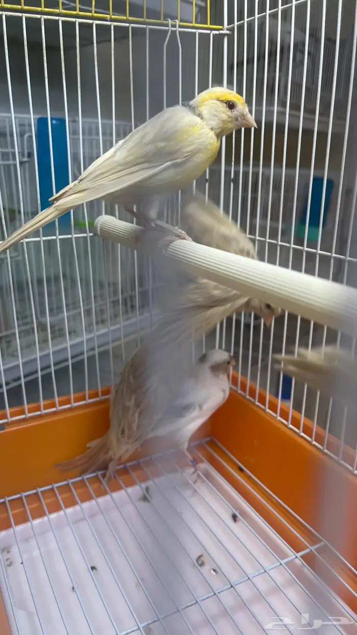 اناثي كناري جااهزه للانتاج(تم البيع خارج الموقع) 14
