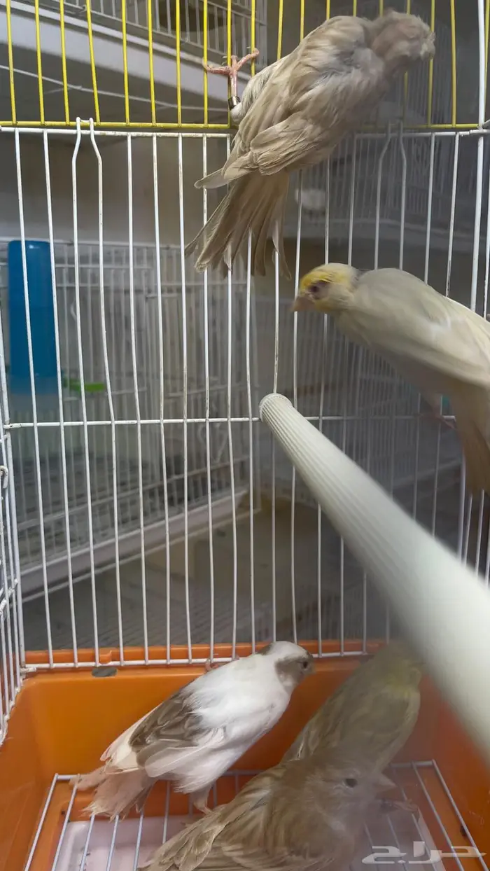 اناثي كناري جااهزه للانتاج(تم البيع خارج الموقع) 5