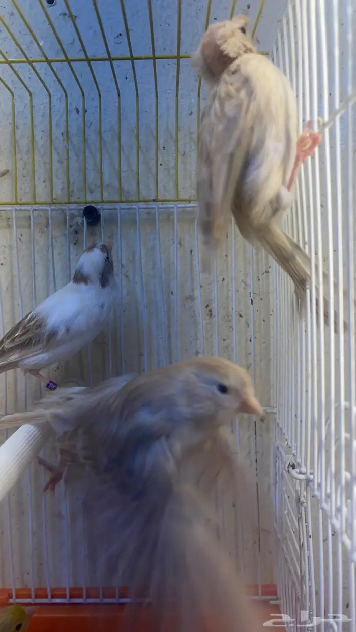 اناثي كناري جااهزه للانتاج(تم البيع خارج الموقع) 11