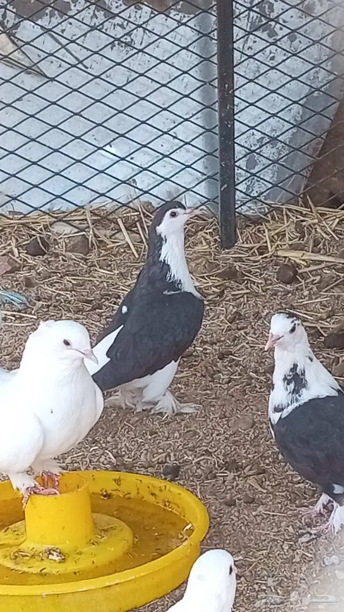 للبيع حمام العدد16جوز 3