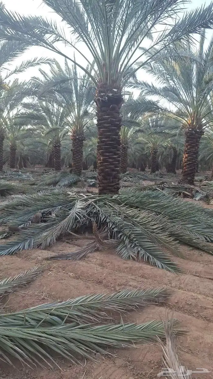 نخل للبيع جثايث وفسائل 4