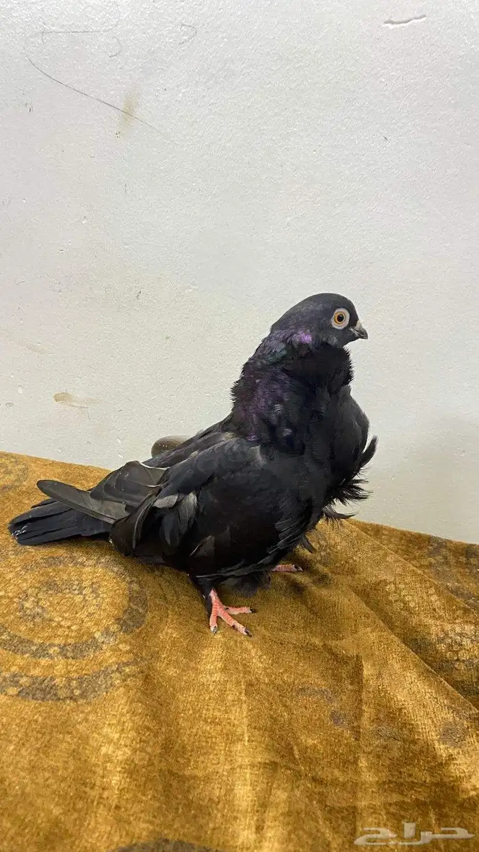 طار الكشكي نوع ذكر 6