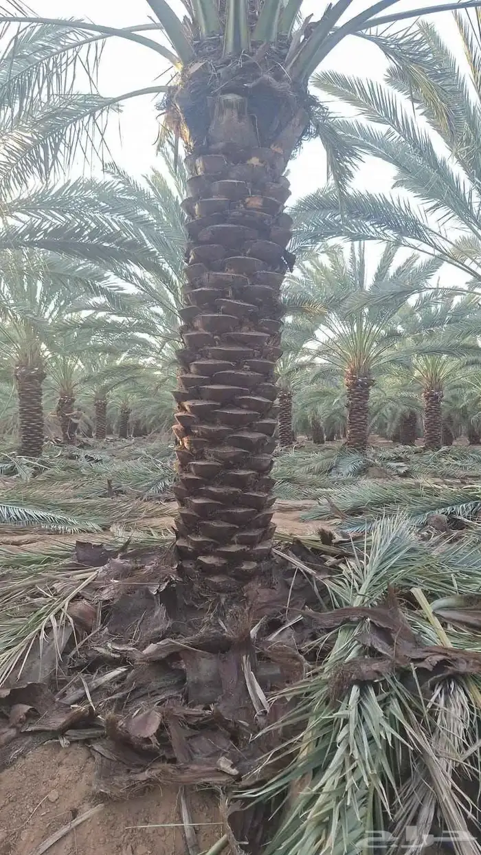 نخل للبيع جثايث وفسائل 2