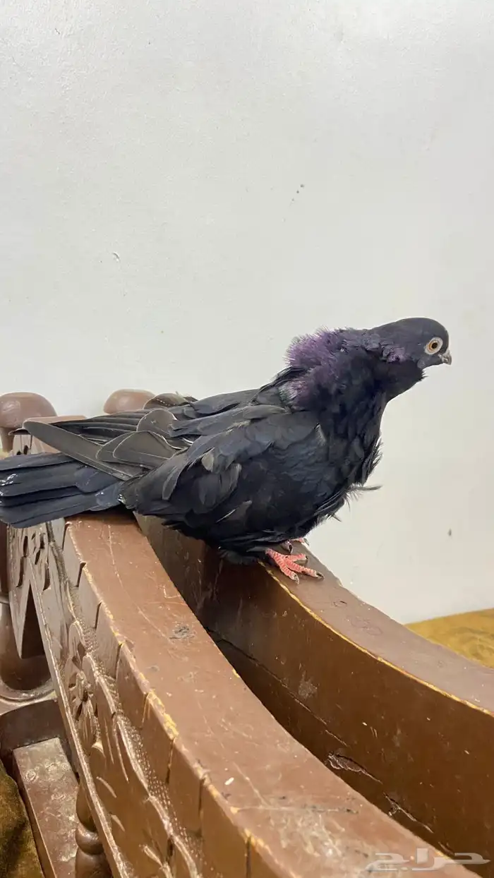 طار الكشكي نوع ذكر 2