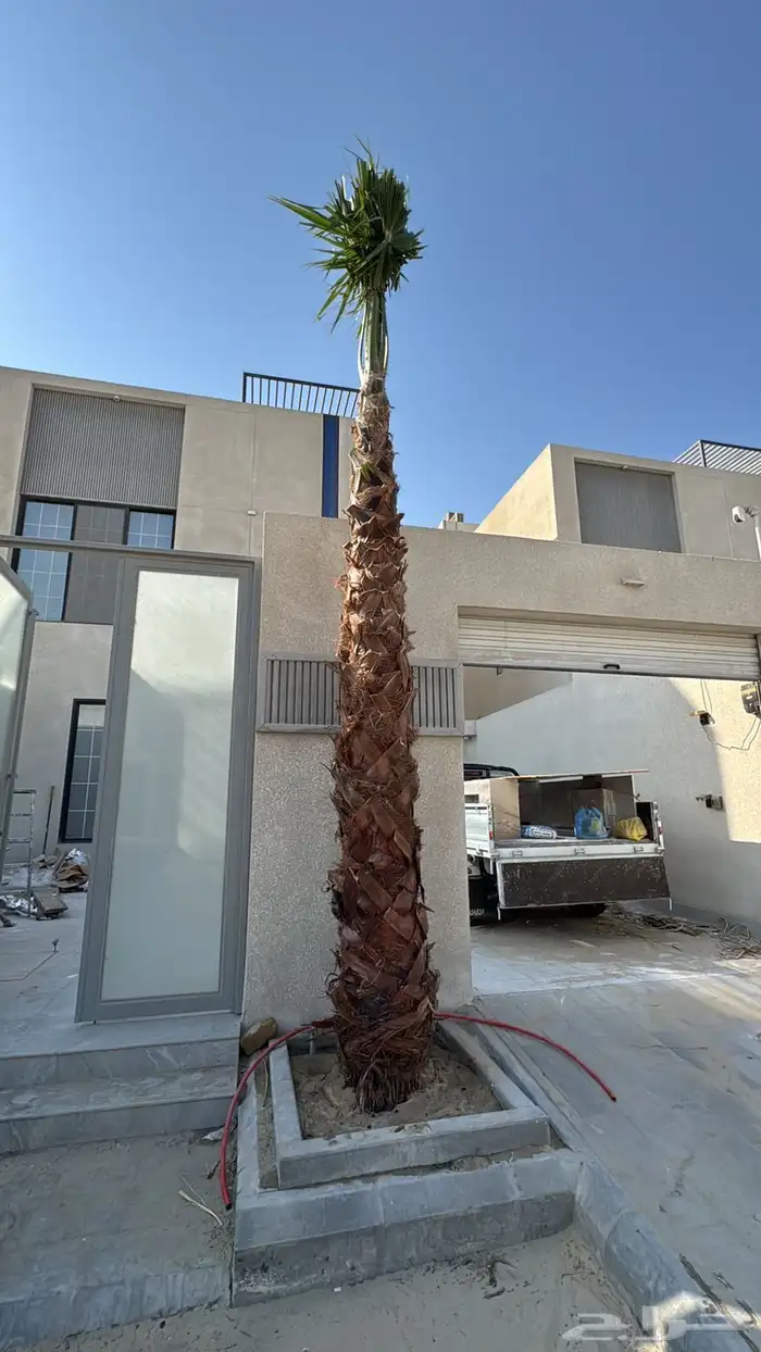 ابوياسين لبيع جميع انواع النخيل البلدي والواشنطن 3