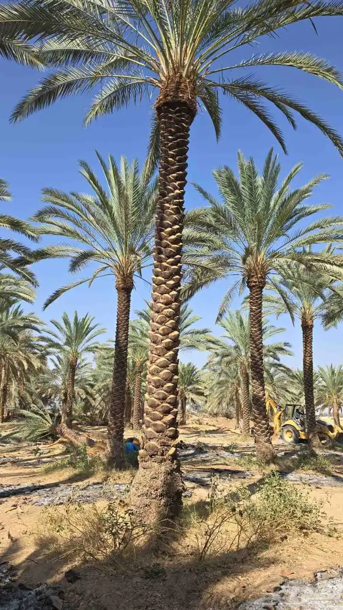 نخل للبيع خلاص صقعي برحي سكري شيشي واشنطني وفسايل وفروخ 0