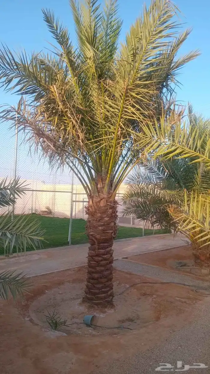 نخل للبيع خلاص صقعي برحي سكري شيشي واشنطني وفسايل وفروخ 6