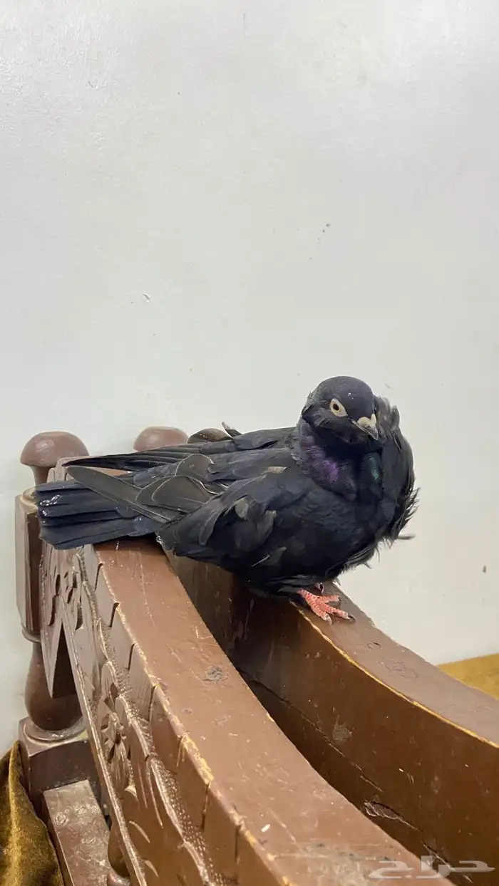 طار الكشكي نوع ذكر 3