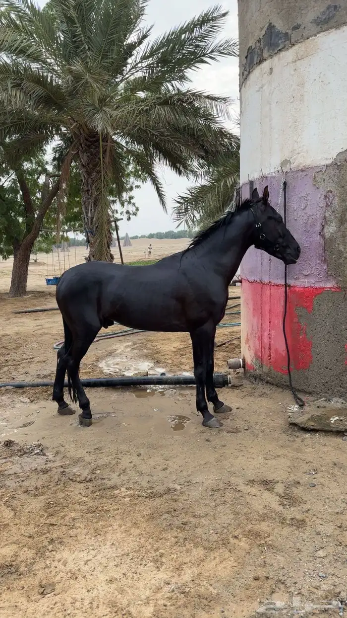 حصان شعبي أدهم للبيع 1