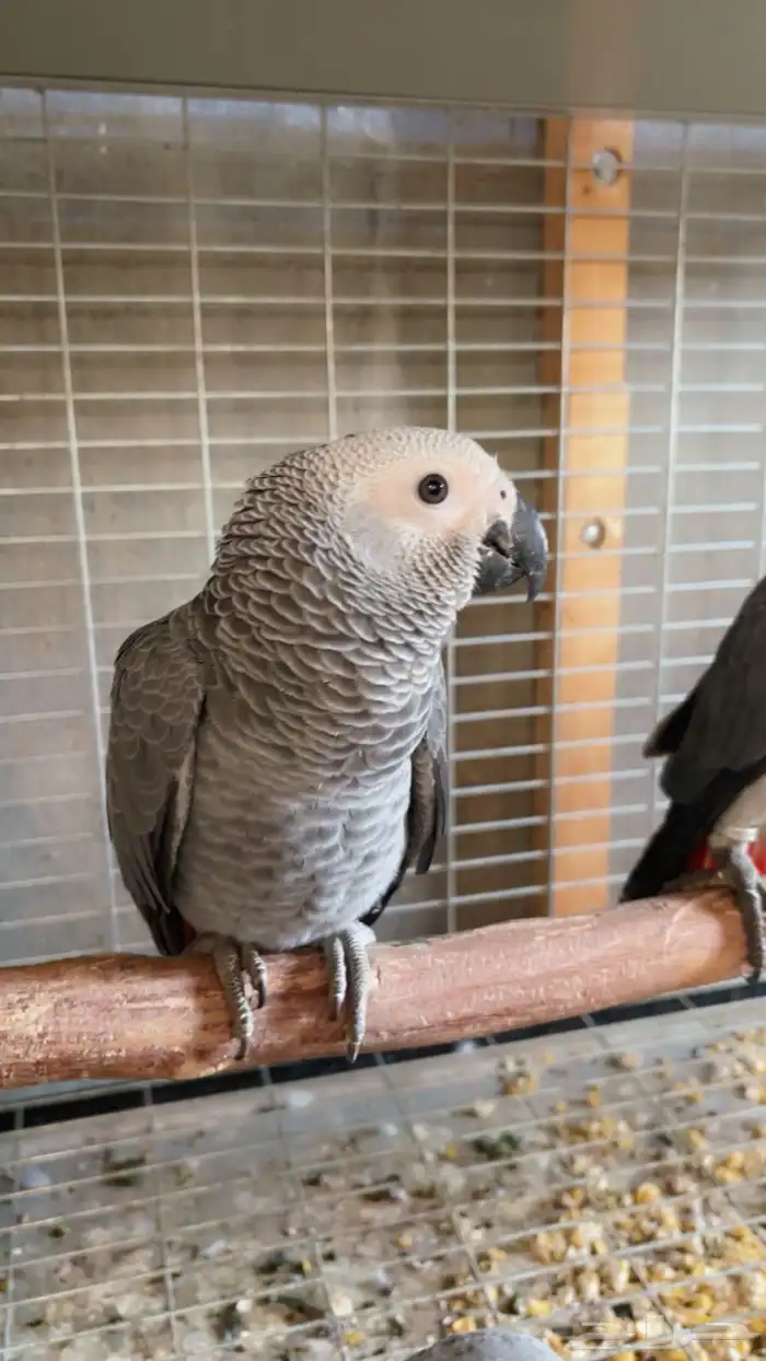 فروخ كاسيكو للبيع 4