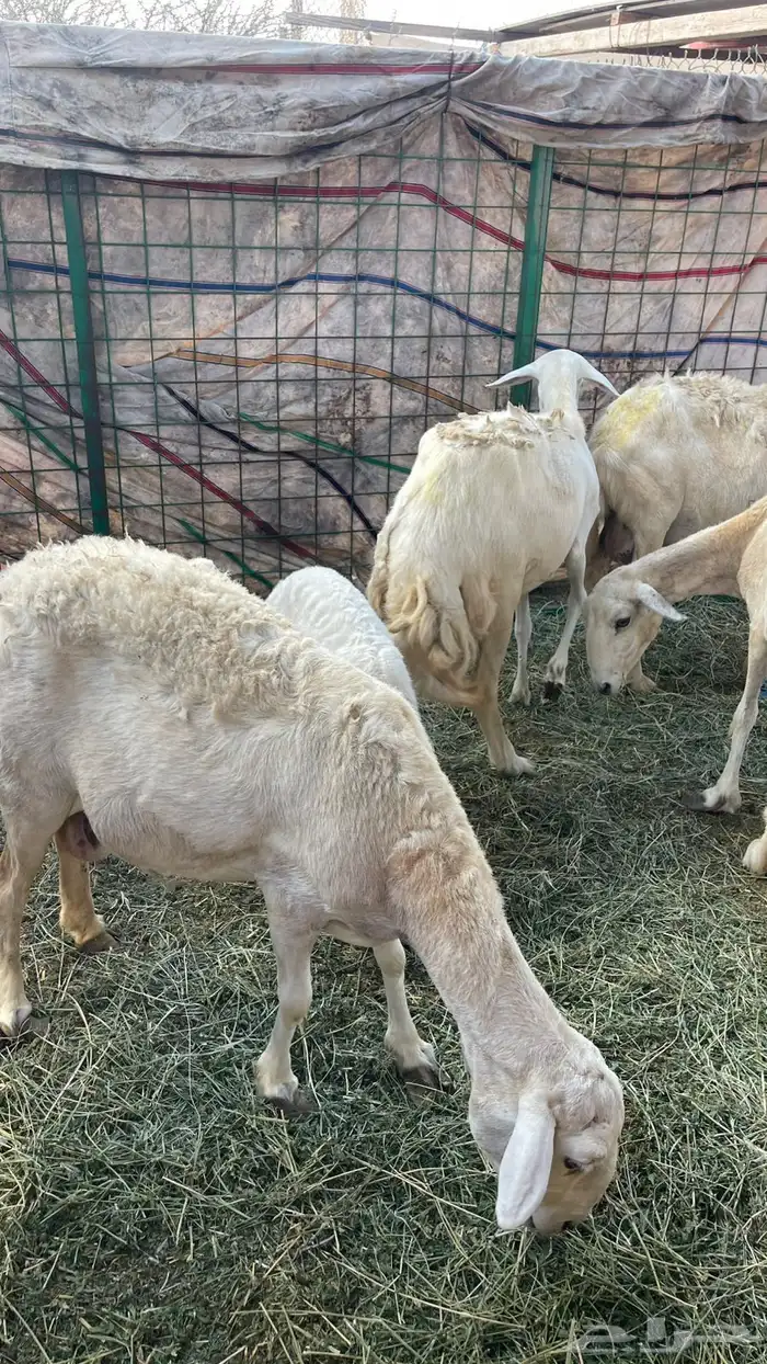 ضان ولد طيبة 0