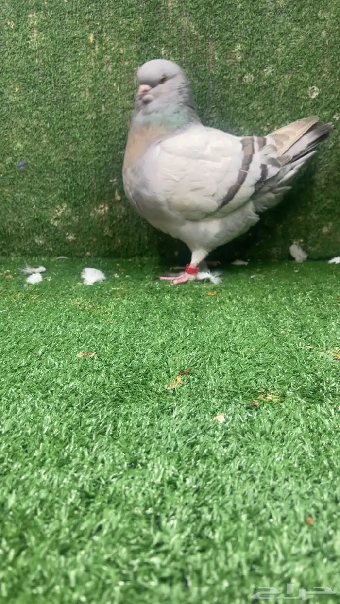 مودينا كنق 1