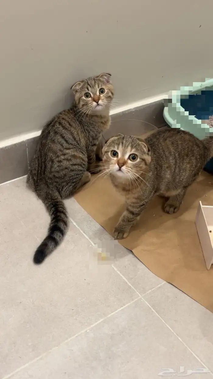 للبيع العمر 4شهور 1