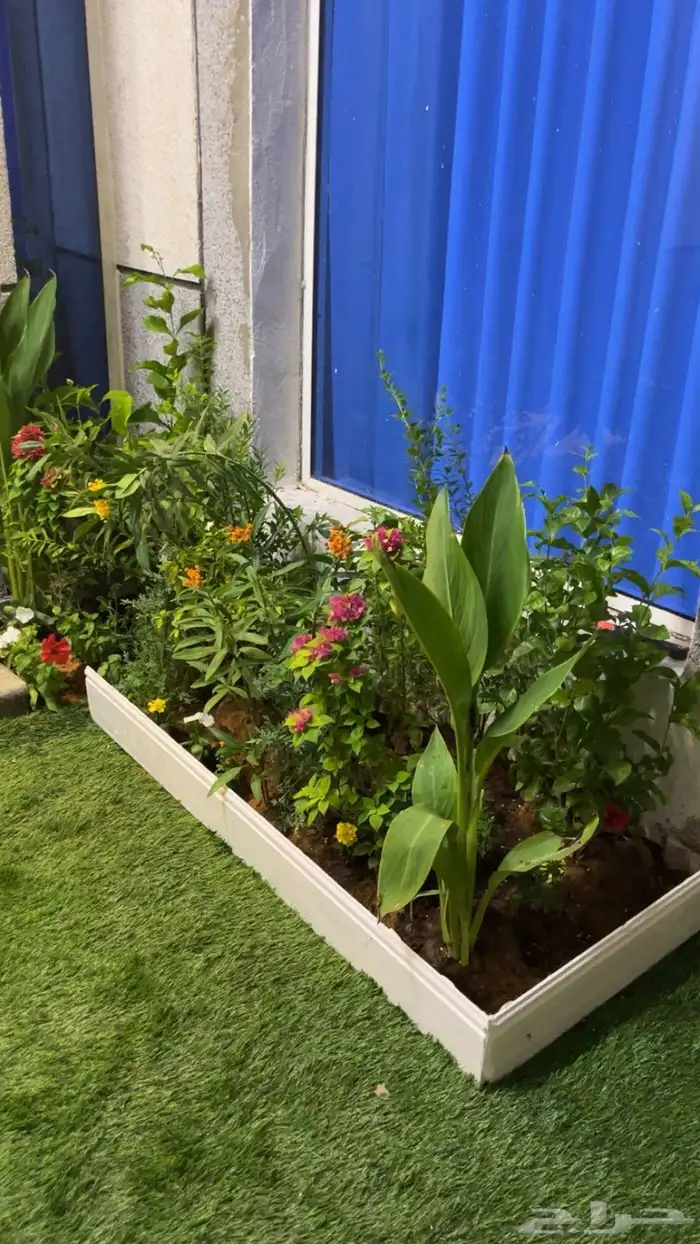 حي لبن يومي 10