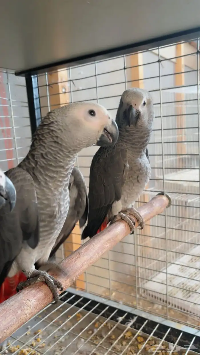 فروخ كاسيكو للبيع 6