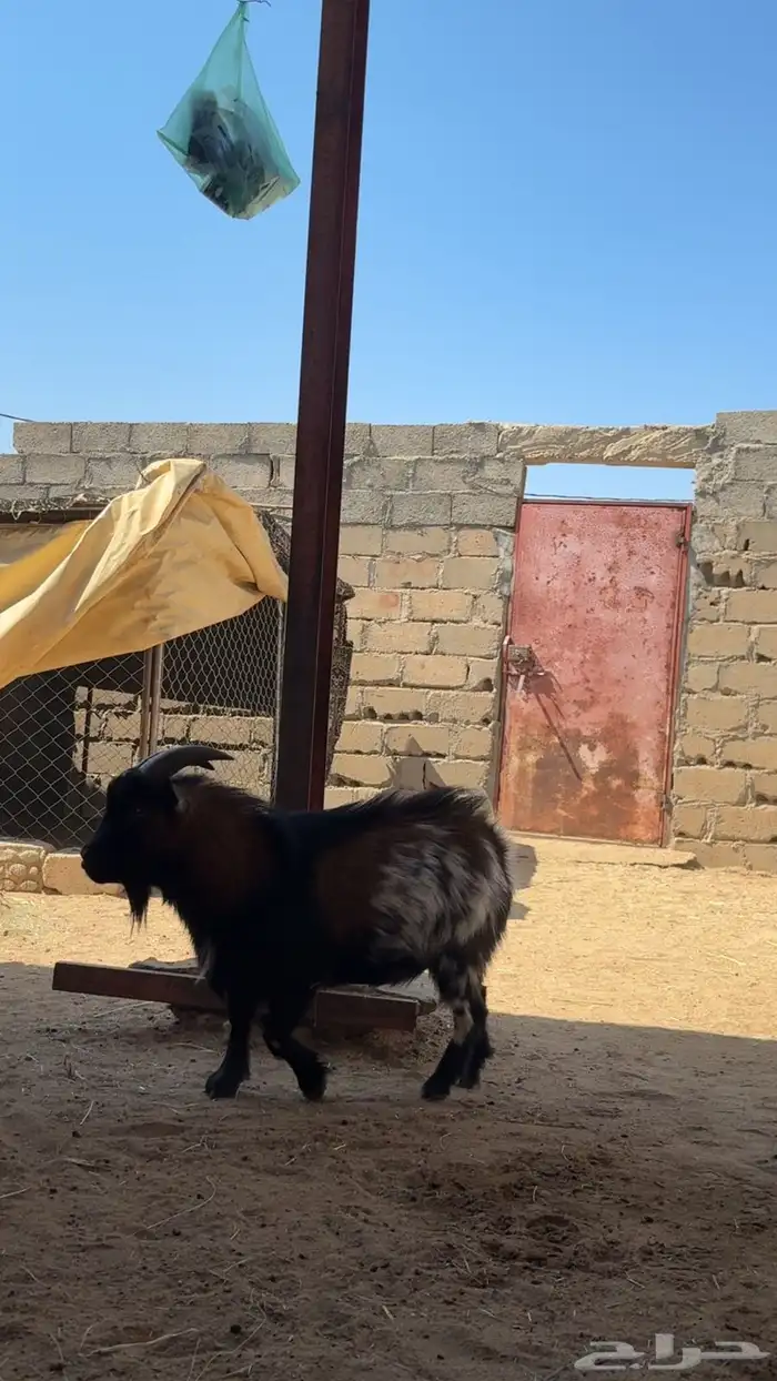 للبيع تيس قزم أمريكي صنف الصنف 1