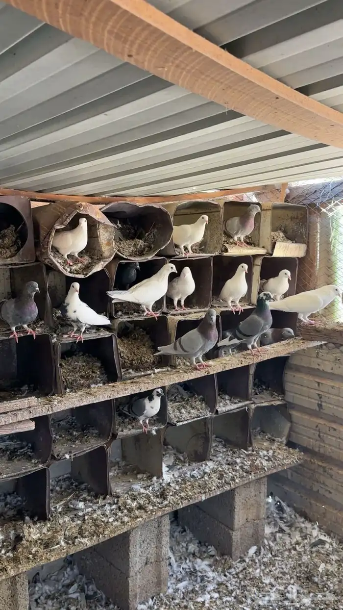 حمام للبيع بالعلا 5