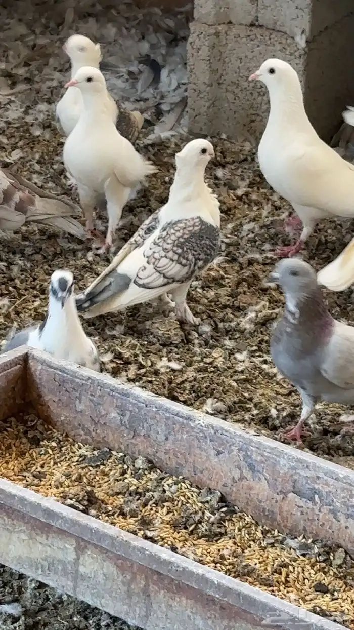 حمام للبيع بالعلا 1