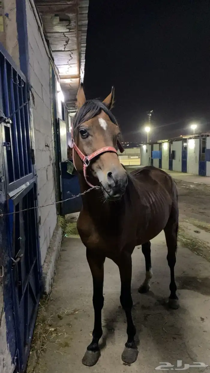 حصان عربي اصيل 4