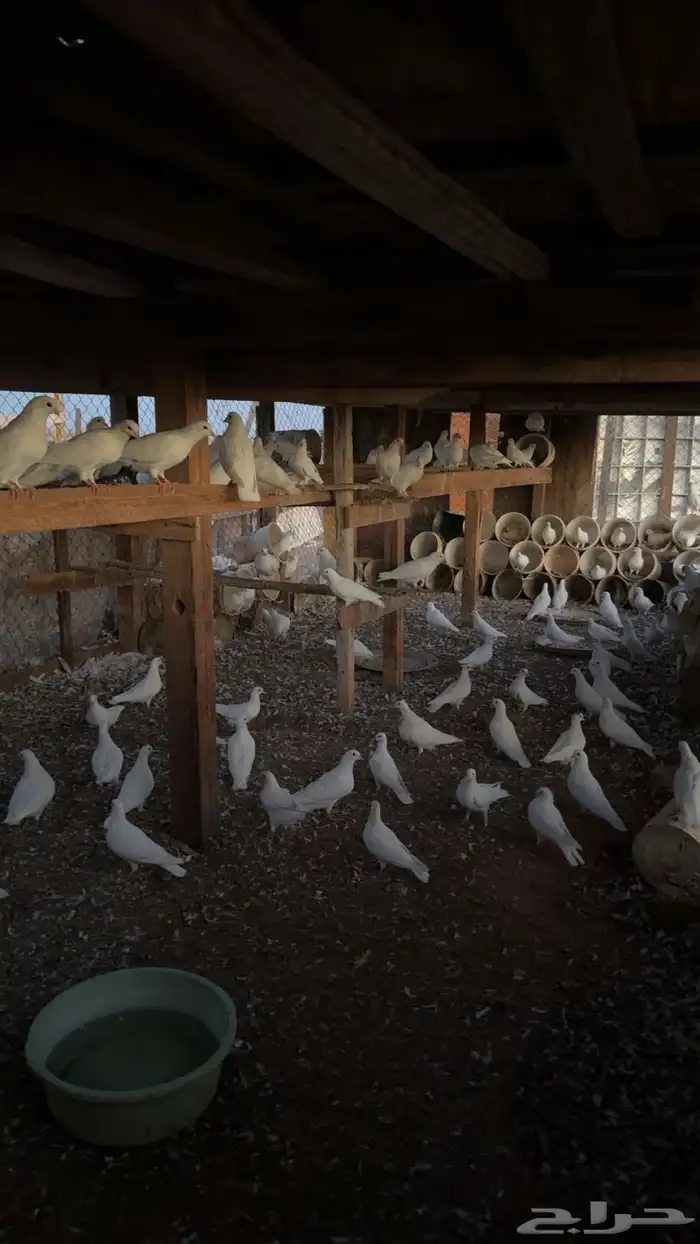 حمام فرنسي 2