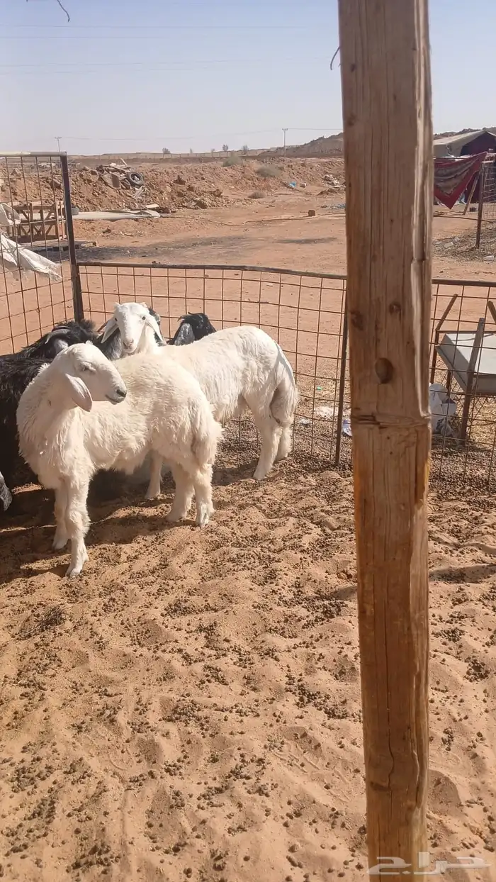 ذبائح نعيم حري هجين نجد ساكني تابي وتمارا( بريدة) 8