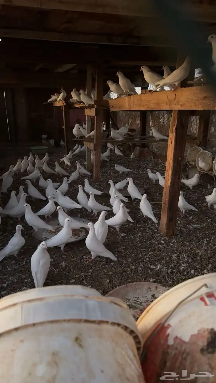 حمام فرنسي 3