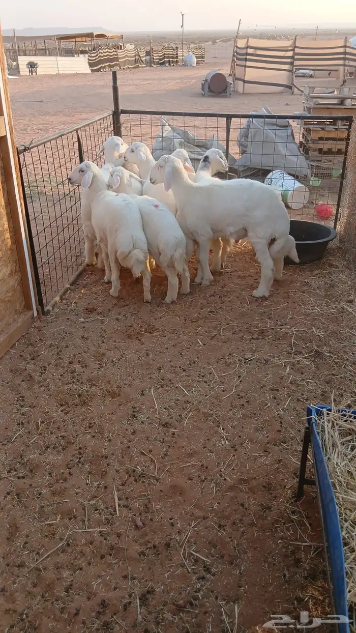 طليان حريه للبيع 1