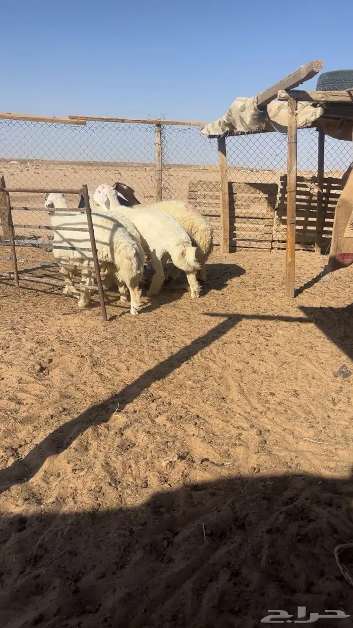 جذعان طليان نعيم و حري طيبة بإذن الله 4