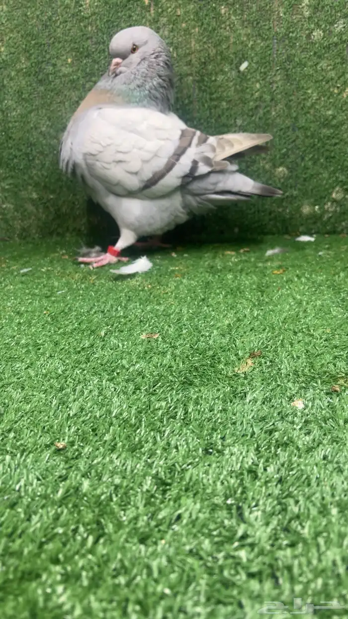 مودينا كنق 0