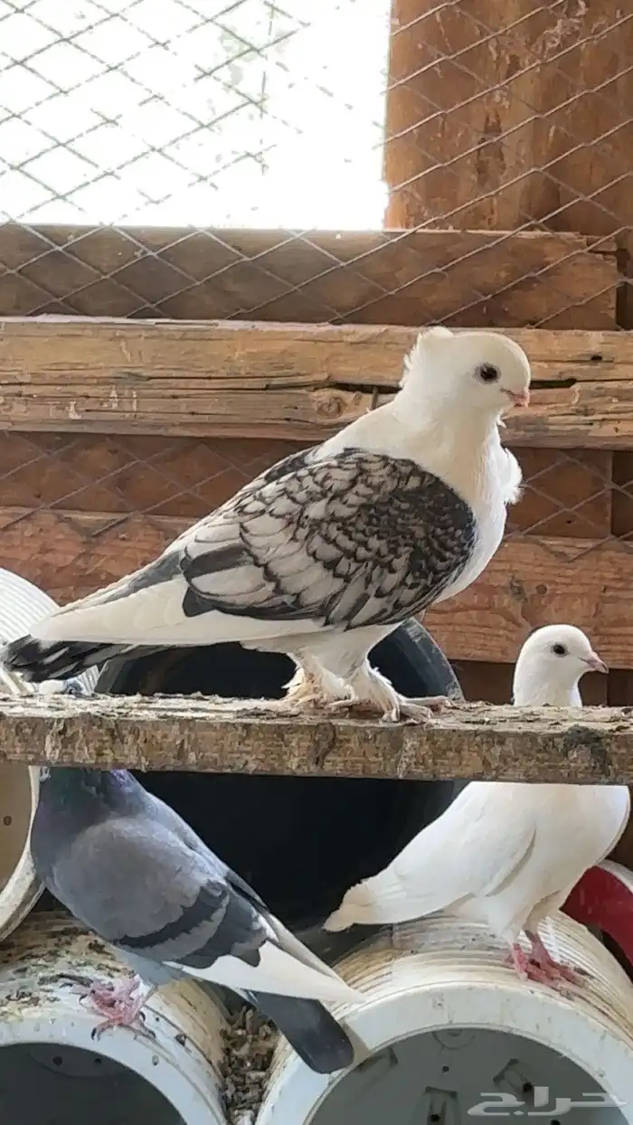 حمام للبيع بالعلا 0