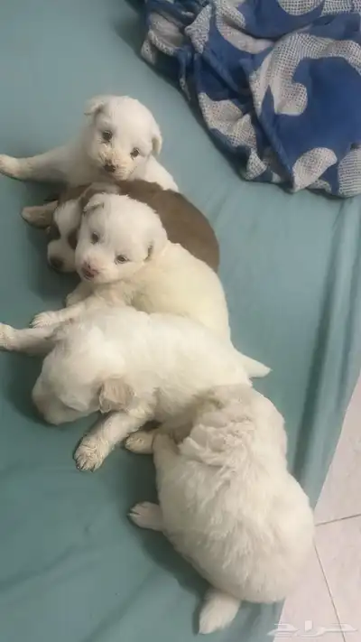 حيوانات index