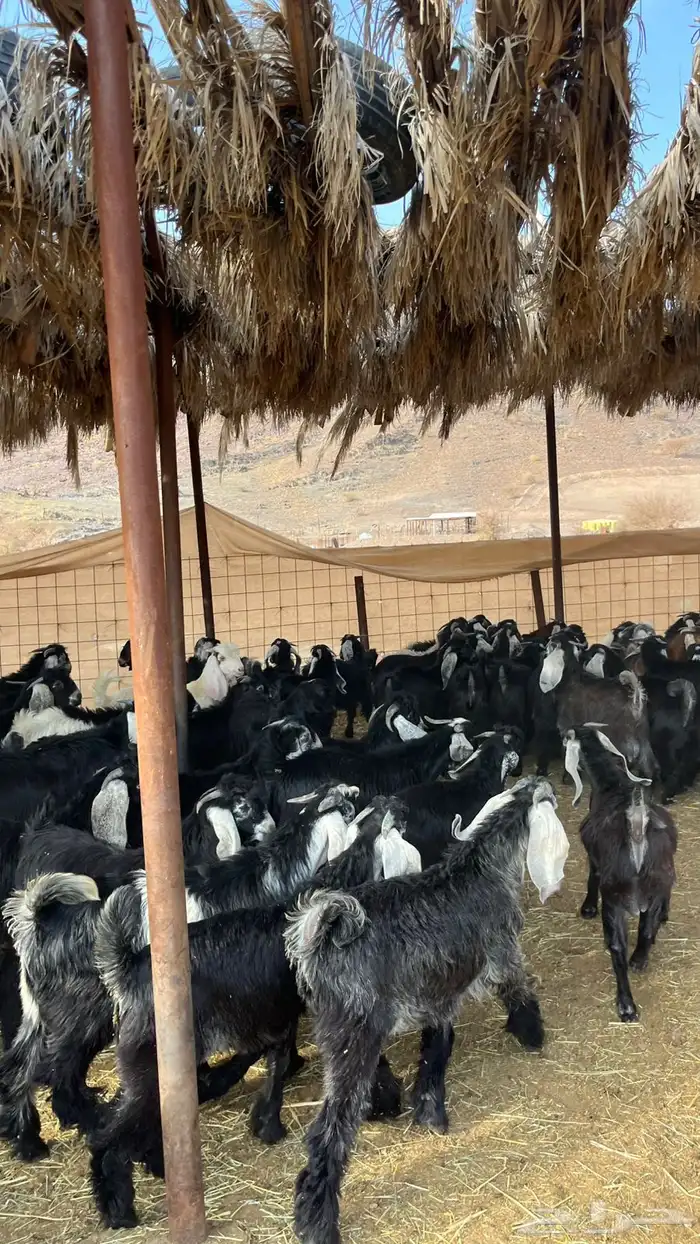 تيوس بلدي ذبائح 13