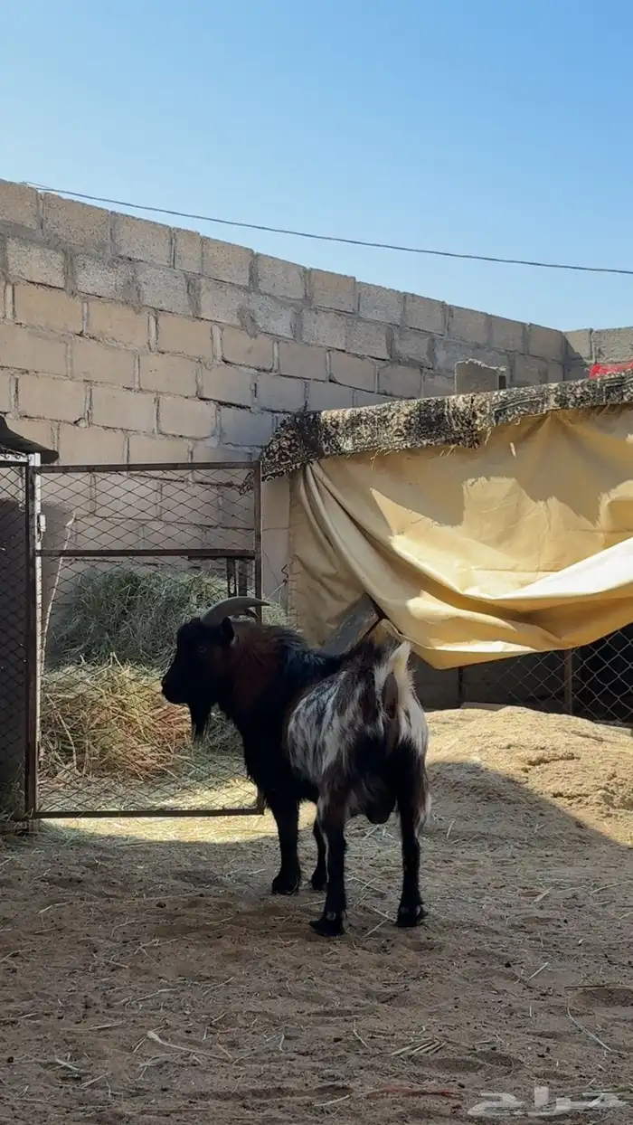 للبيع تيس قزم أمريكي صنف الصنف 2