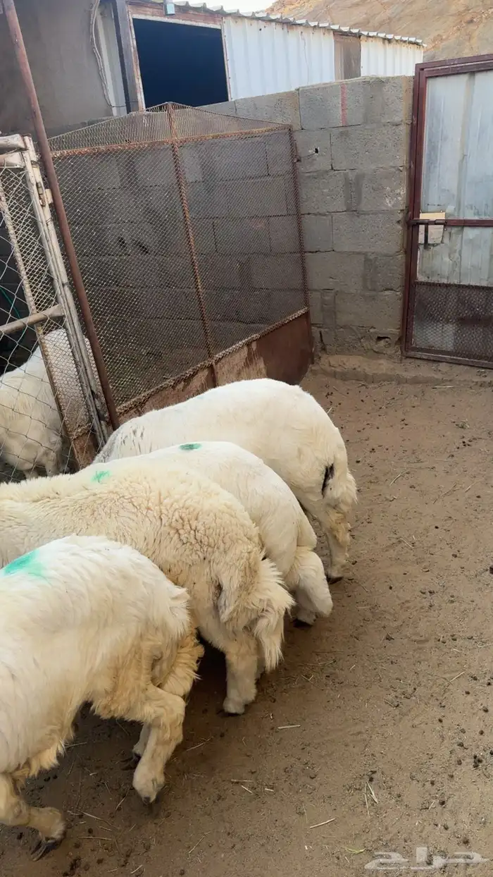 خرفان جبرة 1