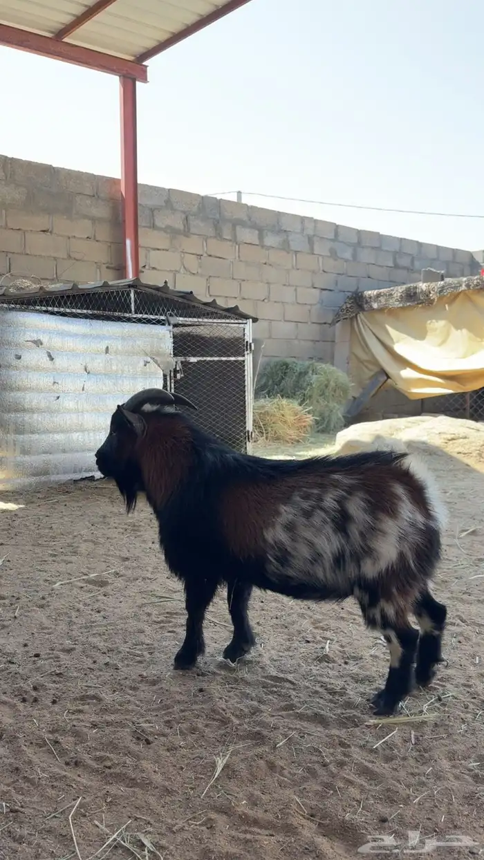 للبيع تيس قزم أمريكي صنف الصنف 0