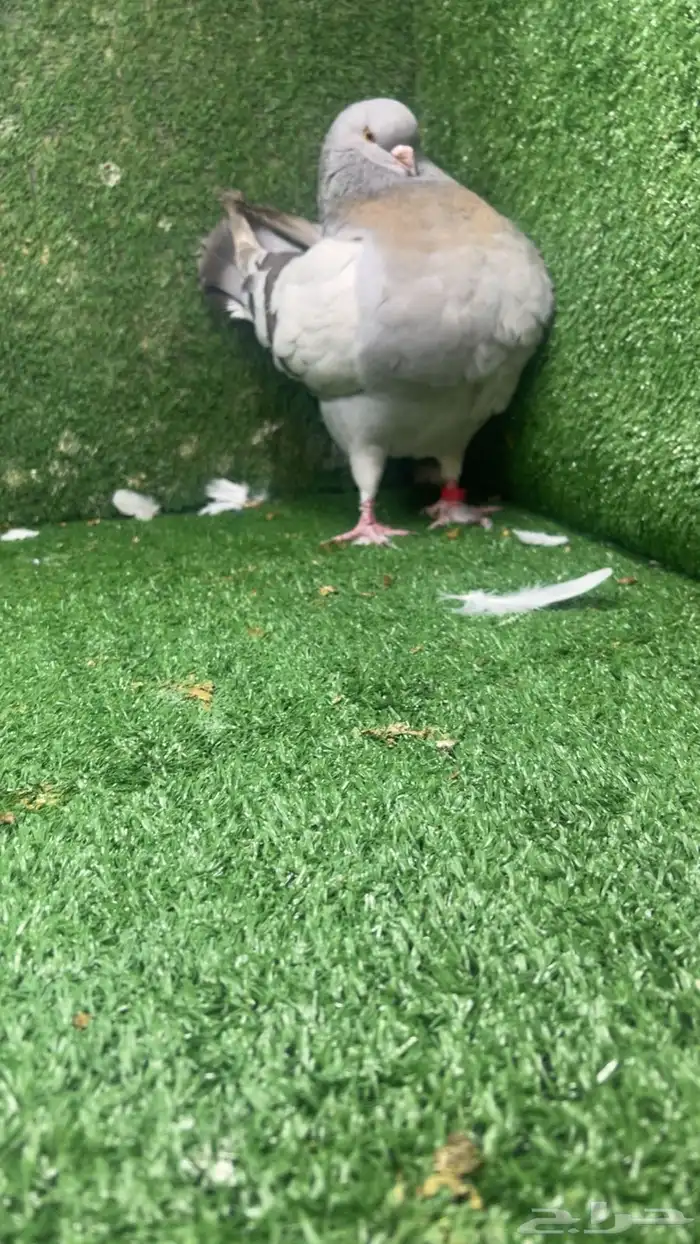 مودينا كنق 3