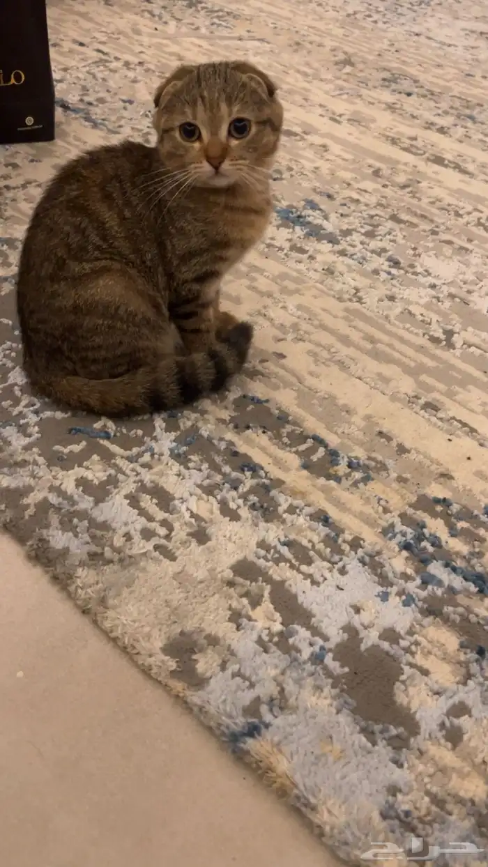 للبيع العمر 4شهور 3