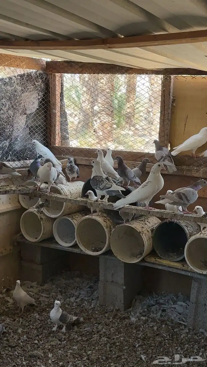 حمام للبيع بالعلا 3