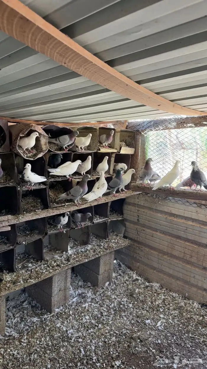 حمام للبيع بالعلا 6