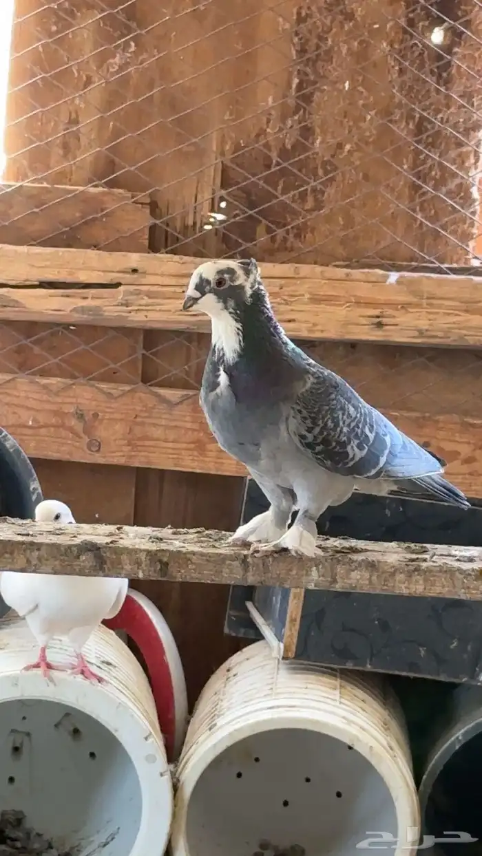 حمام للبيع بالعلا 4