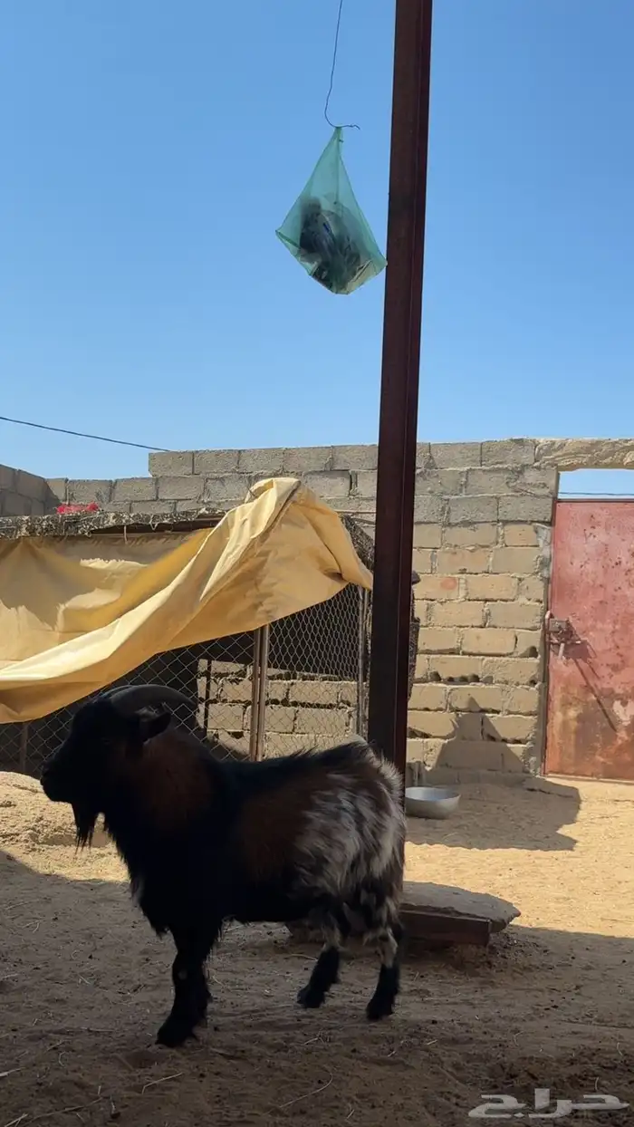 للبيع تيس قزم أمريكي صنف الصنف 3