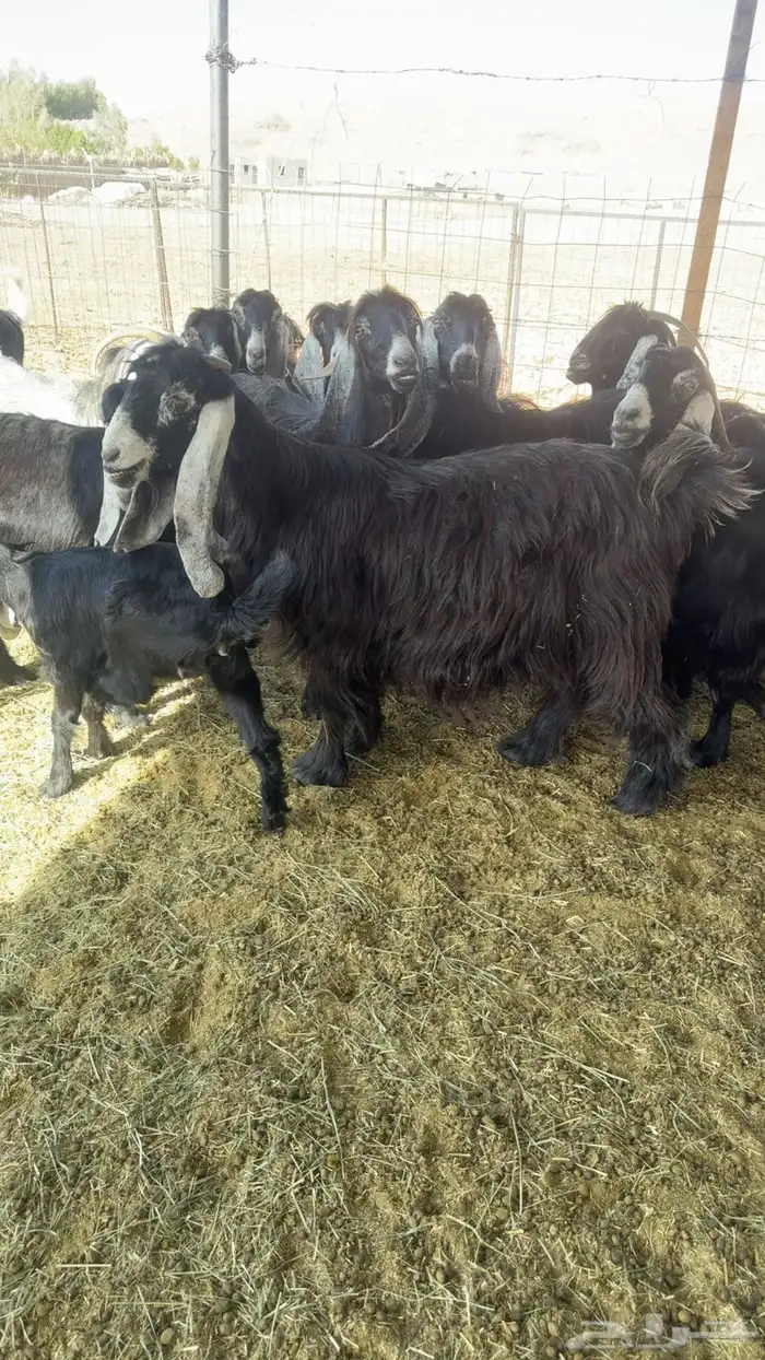 بيعن الله يبارك لشاري 2